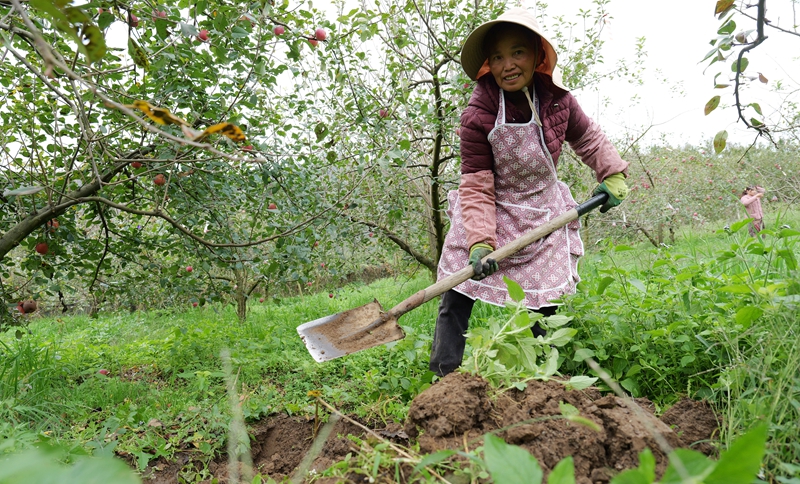 工人在挖坑放肥料。