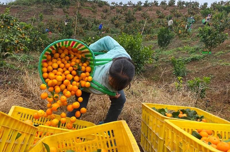 獨山縣三興村：柑橘豐收甜了市場 富了鄉親。