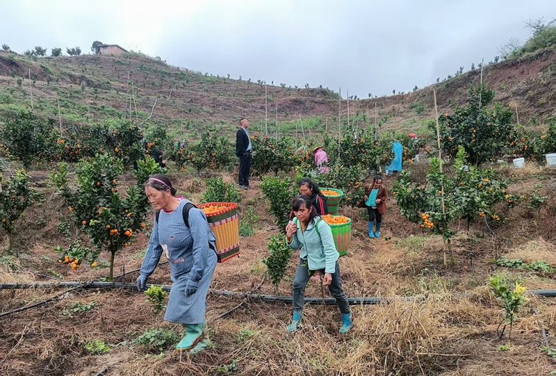 獨山縣三興村：柑橘豐收甜了市場 富了鄉親。