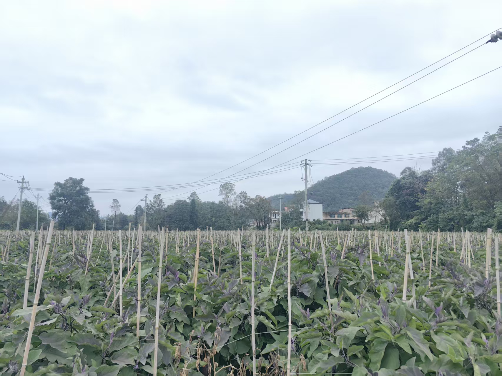 圖為茄子種植基地。