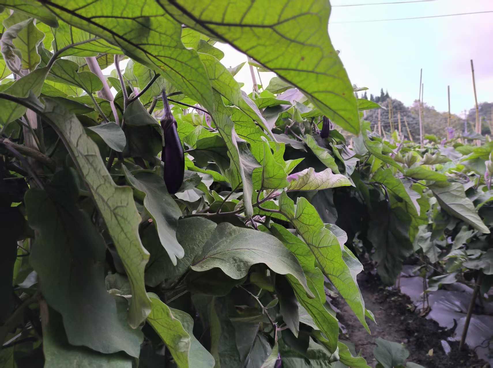 圖為紫色的茄子掛滿枝頭。