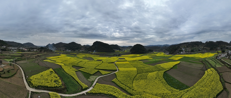 安底鎮油菜基地 金莎 攝.jpg