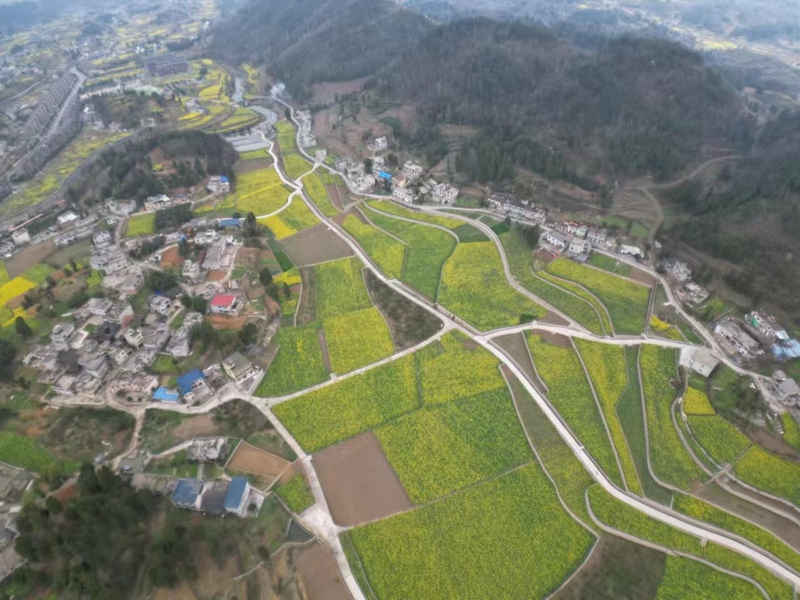 茶園鎮高標準農田示范區域 胡鳳至 攝.jpg