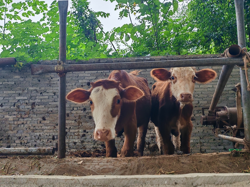 孫飛養殖牛（蘇暢莉 攝）.jpg