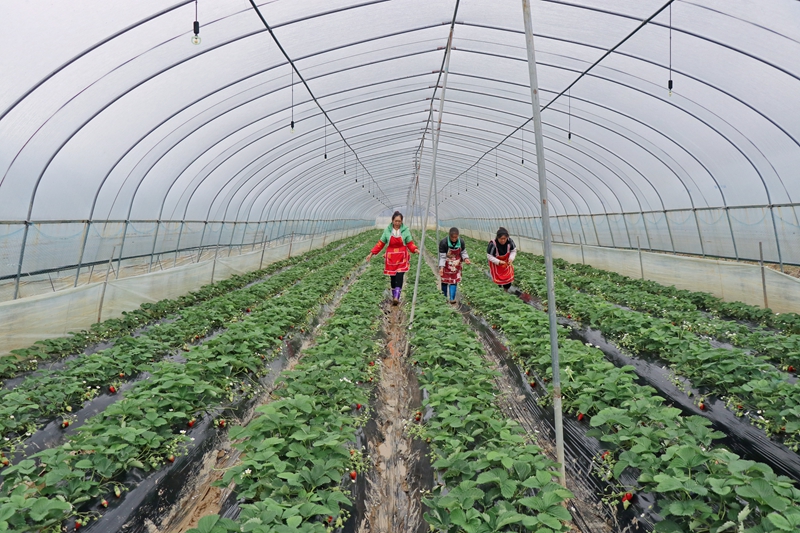 七星關區朱昌鎮雙堰塘致公果園的草莓種植基地草莓成熟上市 農戶正在采摘。