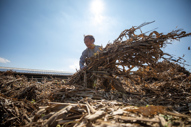 村民正在卸載玉米秸稈。何志剛攝.jpg