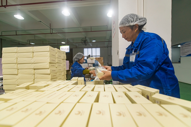 11月11日，在貴州省從江縣美娥工業園區的一家藥企，工人在生產車間趕制訂單。