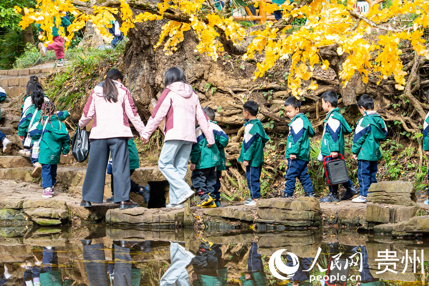 世界古銀杏之鄉迎來游學熱。人民網 陽茜攝