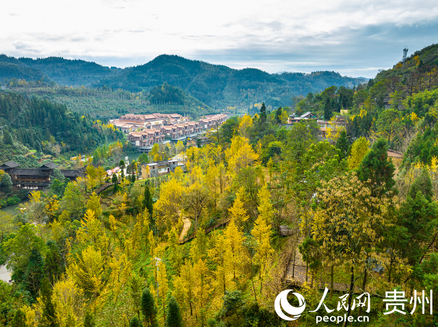 村居與銀杏樹交相輝映。人民網 陽茜攝