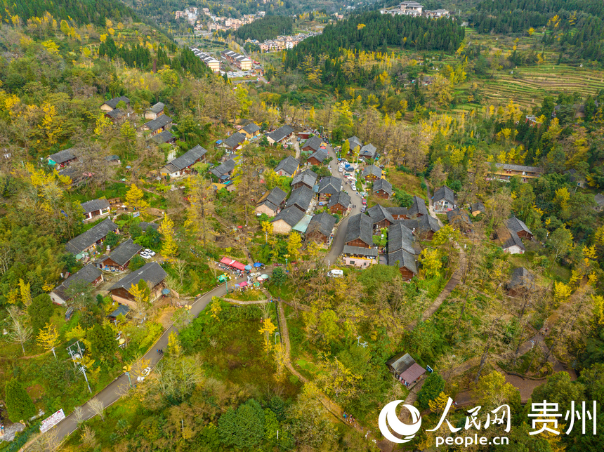 村居與銀杏樹交相輝映。人民網 陽茜攝