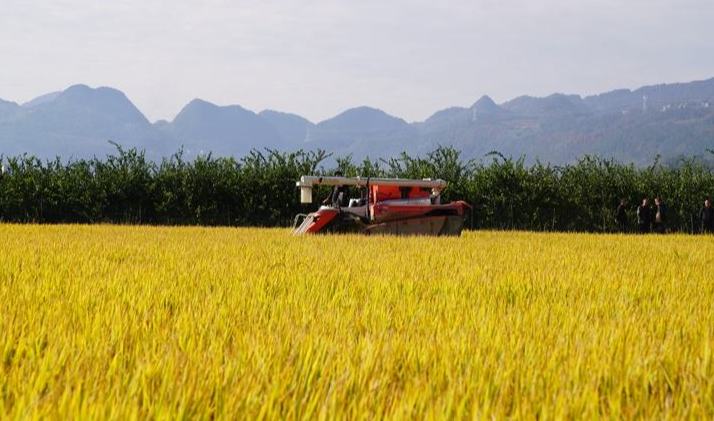 貴州思南：科技賦能“米袋子” 輪作激活“希望田”